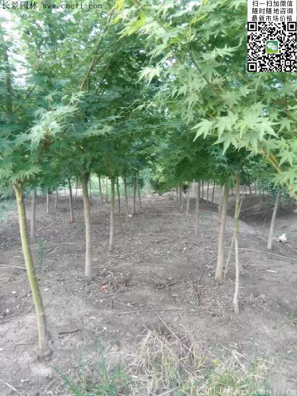 青楓樹(shù)價(jià)格
