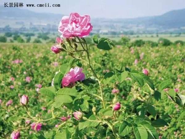 食用玫瑰苗