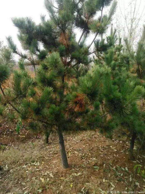 黑松移栽 黑松移栽