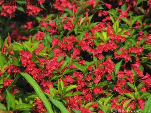 沭陽(yáng)紅王子錦帶花 沭陽(yáng)紅王子錦帶花