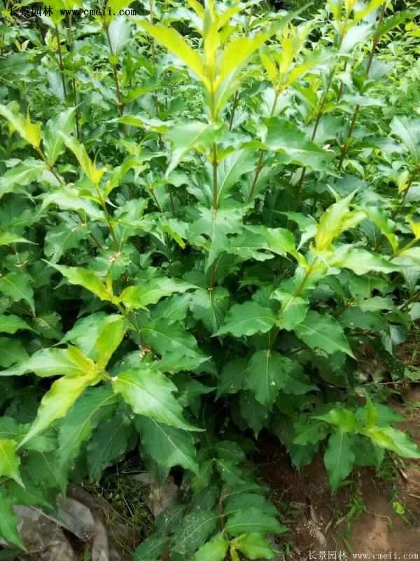 沭陽(yáng)紅王子錦帶花 沭陽(yáng)紅王子錦帶花