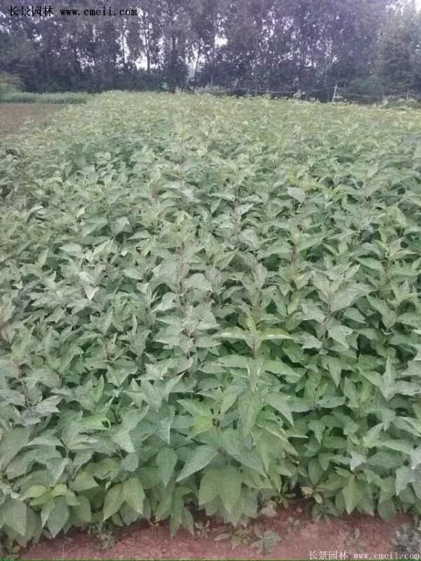 沭陽(yáng)紅王子錦帶花 沭陽(yáng)紅王子錦帶花