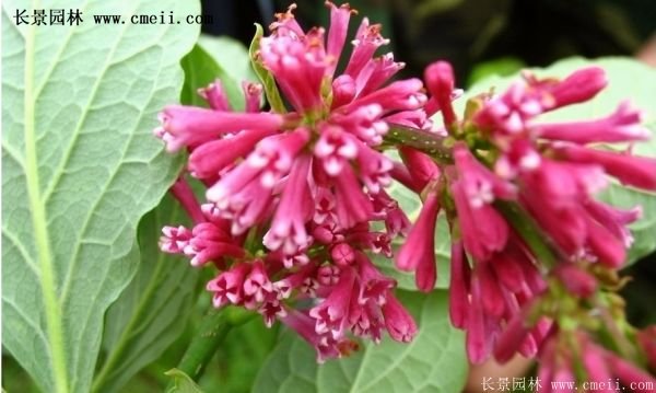 沭陽(yáng)紅王子錦帶花 沭陽(yáng)紅王子錦帶花