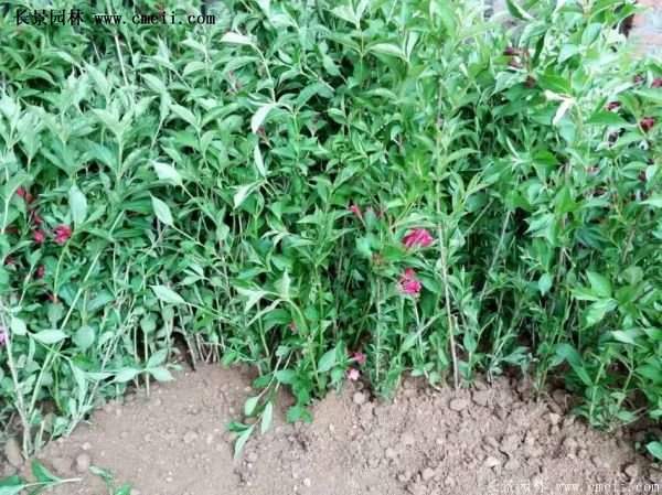 紅王子錦帶價格 紅王子錦帶價格