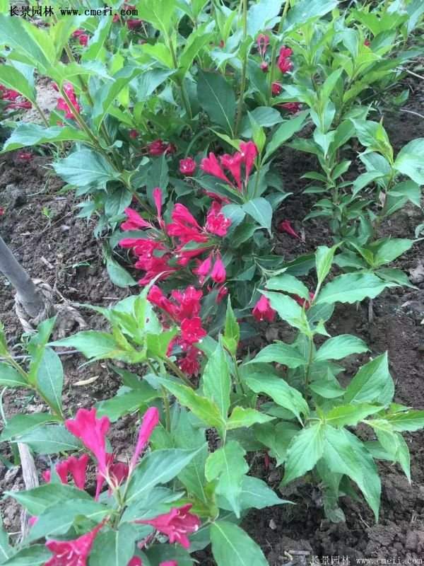 紅王子錦帶價格 紅王子錦帶價格