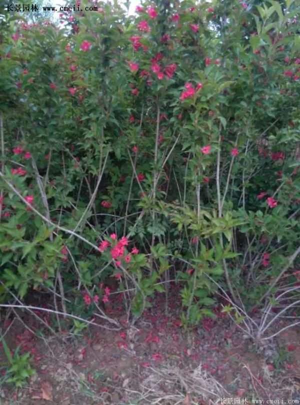 紅王子錦帶價格 紅王子錦帶價格