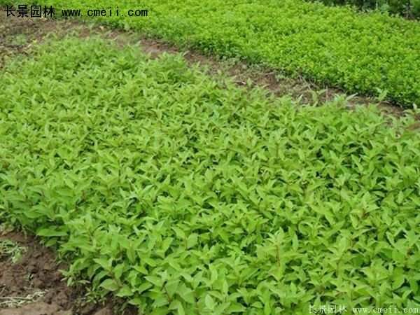 沭陽紅瑞木基地