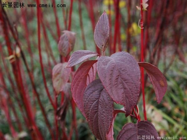 沭陽紅瑞木 沭陽紅瑞木