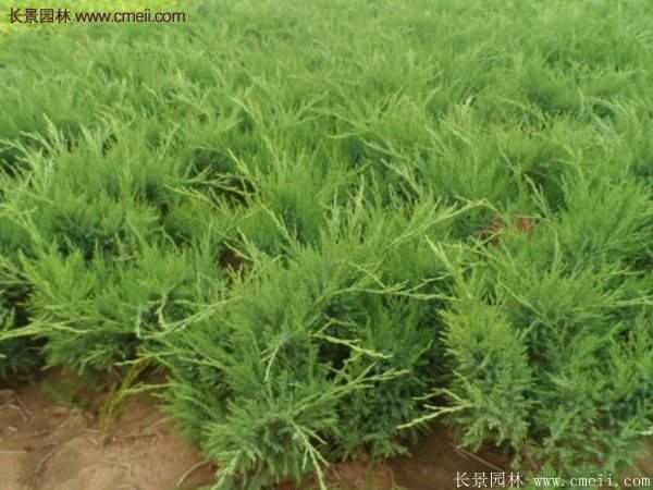 沭陽沙地柏基地 沭陽沙地柏基地