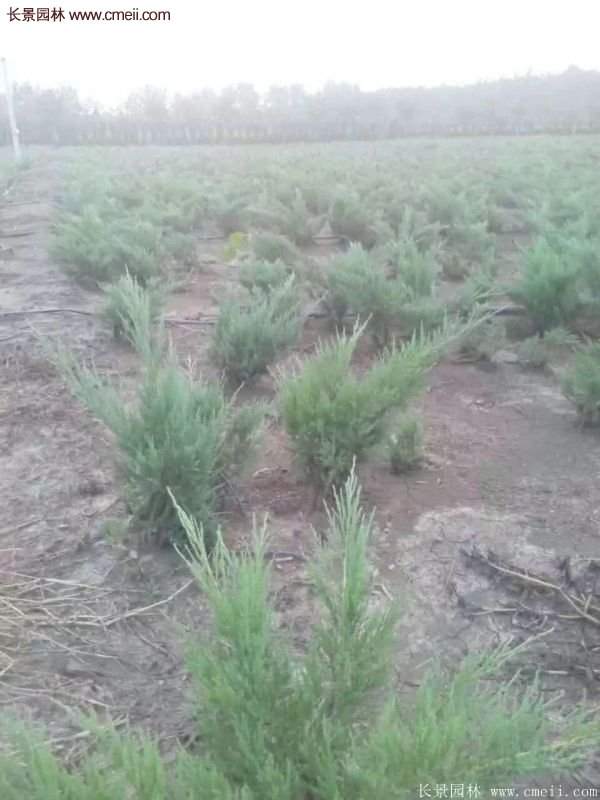 沙地柏繁殖 沙地柏繁殖