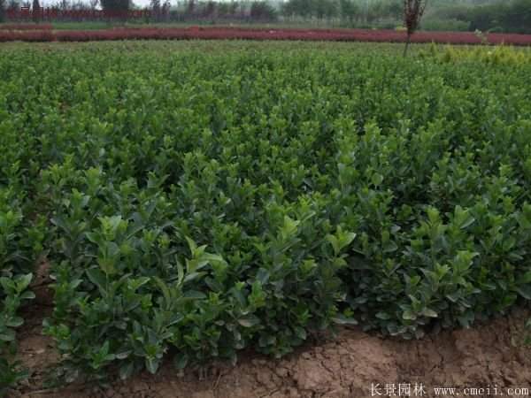 沭陽衛矛 沭陽衛矛