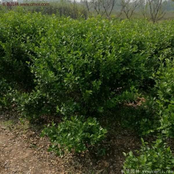 沭陽衛矛 沭陽衛矛