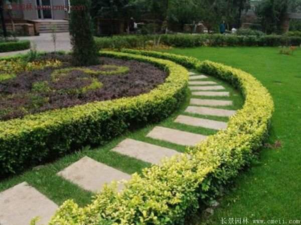 選購(gòu)金葉女貞苗 選購(gòu)金葉女貞苗