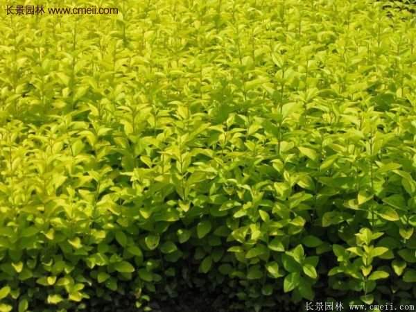 選購(gòu)金葉女貞苗 選購(gòu)金葉女貞苗