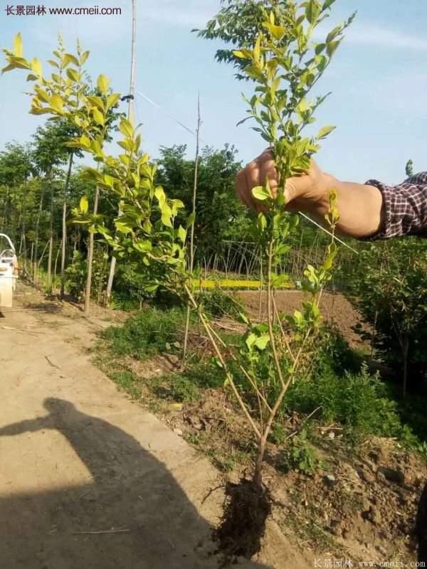 選購(gòu)金葉女貞苗 選購(gòu)金葉女貞苗