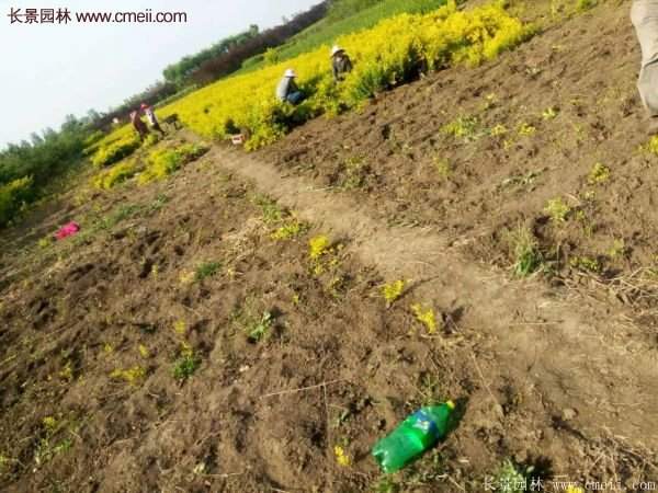 沭陽金葉女貞基地 沭陽金葉女貞基地