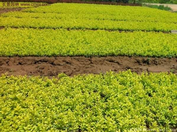 金葉女貞種植方法 金葉女貞種植方法