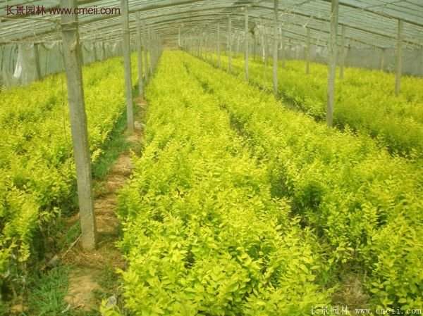 沭陽金葉女貞價格 沭陽金葉女貞價格