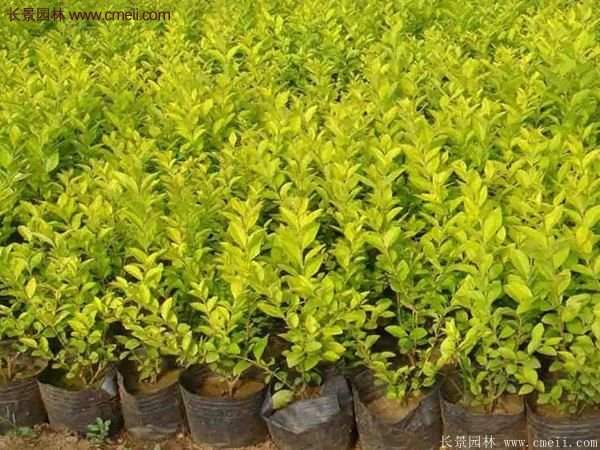 沭陽金葉女貞價格 沭陽金葉女貞價格