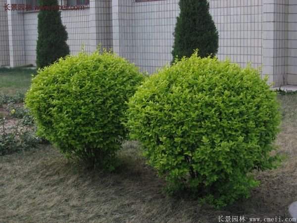 金葉女貞 金葉女貞