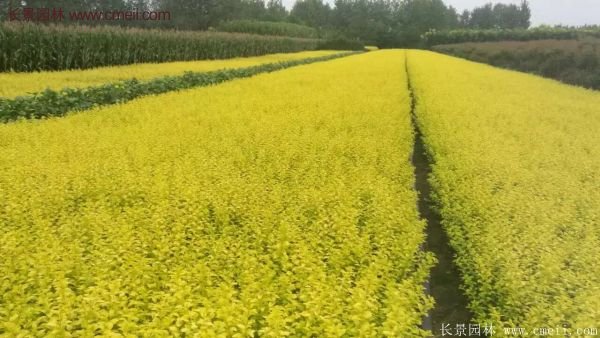 金葉女貞基地 金葉女貞基地
