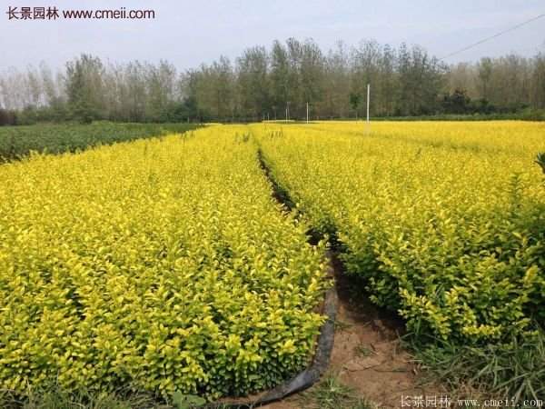 金葉女貞基地 金葉女貞基地