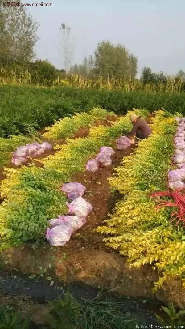 沭陽的金葉女貞基地 沭陽的金葉女貞基地