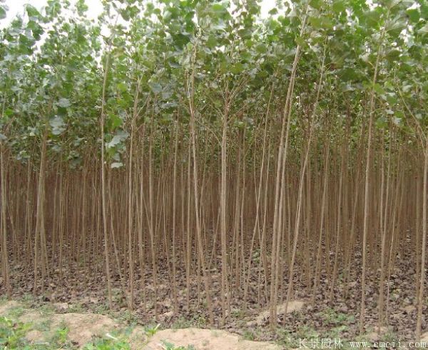 便宜的楊樹苗哪里有賣？