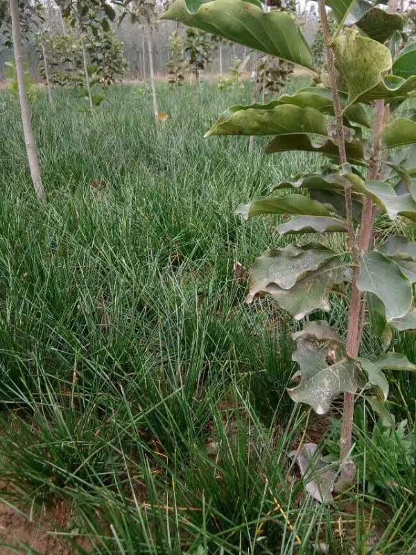 白玉蘭圖片白玉蘭基地實拍 白玉蘭圖片白玉蘭基地實拍