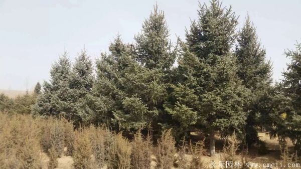 云杉圖片基地實(shí)拍 云杉圖片基地實(shí)拍
