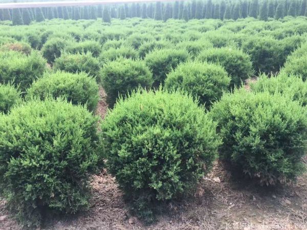 龍柏球圖片龍柏球基地實拍