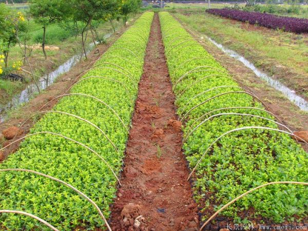 連翹小苗圖片基地實拍 連翹小苗圖片基地實拍