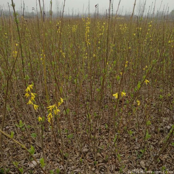 連翹圖片基地實拍 連翹圖片基地實拍