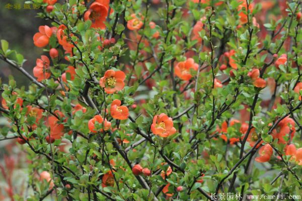 貼梗海棠圖片基地實拍 貼梗海棠圖片基地實拍
