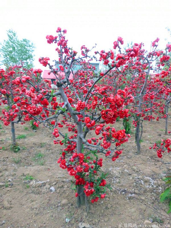 貼梗海棠圖片基地實拍 貼梗海棠圖片基地實拍