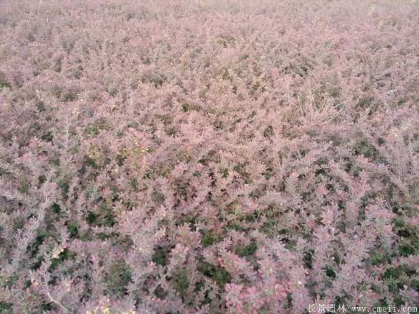 紅葉小檗圖片基地實拍 紅葉小檗圖片基地實拍