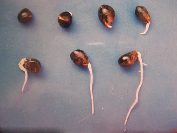 牡丹種子催芽出芽圖片