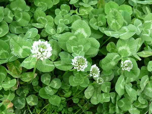 白三葉種子發芽出苗圖片 白三葉種子發芽出苗圖片