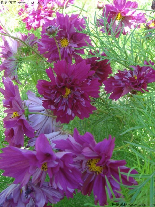 波斯菊種子發芽出苗開花圖片 波斯菊種子發芽出苗開花圖片