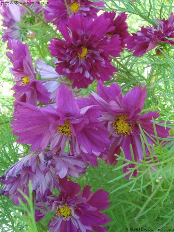 波斯菊種子發芽出苗開花圖片 波斯菊種子發芽出苗開花圖片