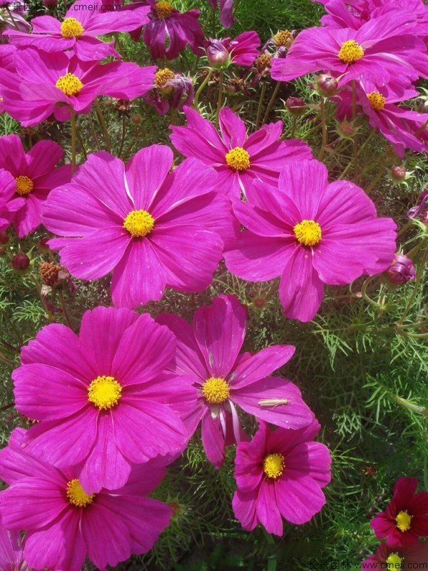 波斯菊種子發芽出苗開花圖片 波斯菊種子發芽出苗開花圖片