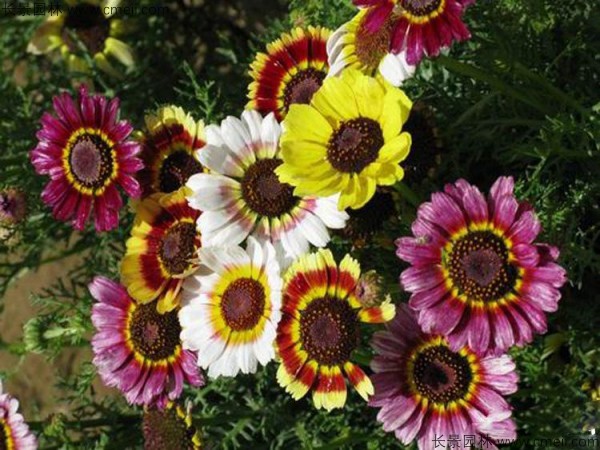 花環菊種子發芽出苗圖片 花環菊種子發芽出苗圖片