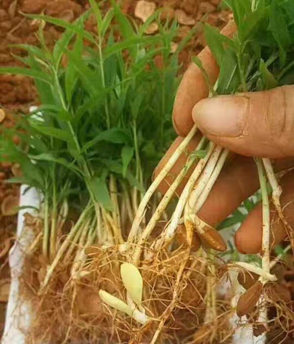 山桃種子發芽出苗圖片