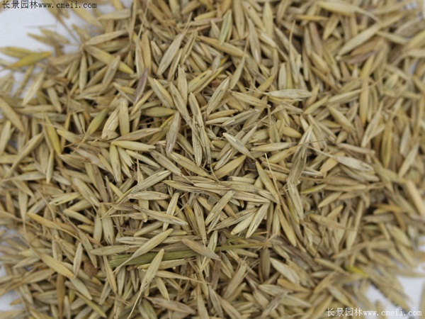 披堿草種子圖片 披堿草種子圖片