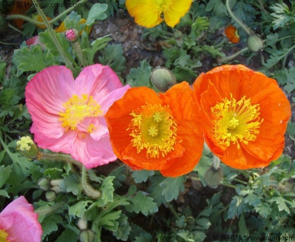 虞美人開(kāi)花圖片花海 虞美人開(kāi)花圖片花海