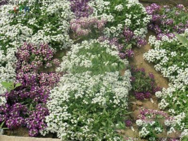 香雪球種子發芽出苗開花圖片 香雪球種子發芽出苗開花圖片