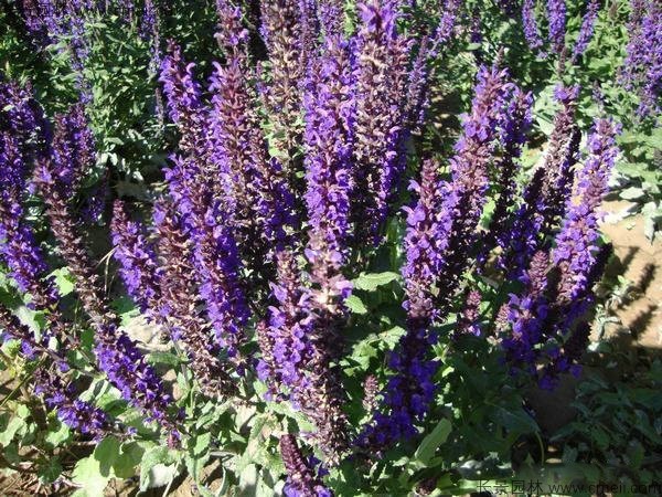 美國薄荷種子發芽出苗開花圖片