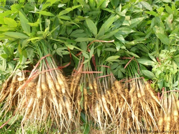 幌傘楓種子發芽出苗圖片