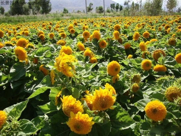 矮向日葵種子發芽出苗開花圖片 矮向日葵種子發芽出苗開花圖片