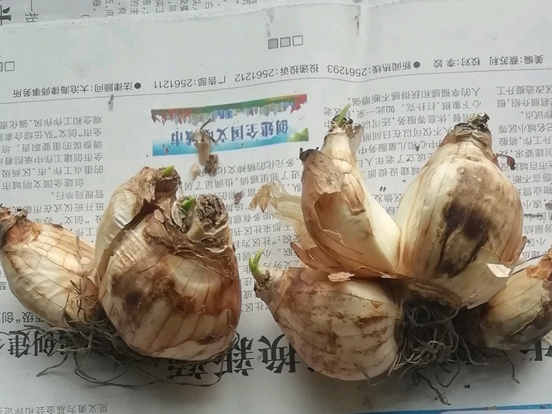 洋水仙 洋水仙